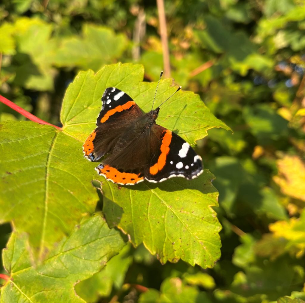 Biodiversity net gain regulations come into force today. 